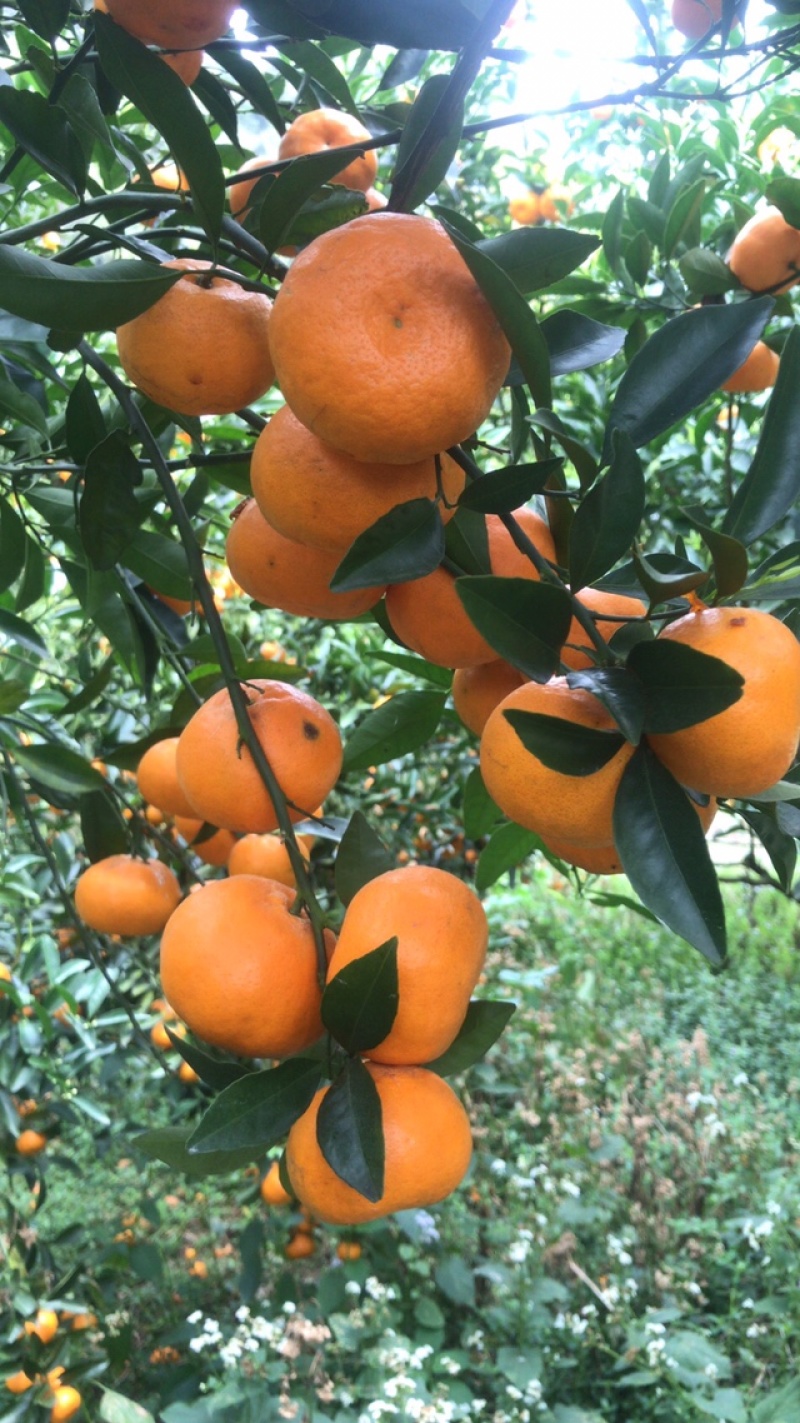 马水桔