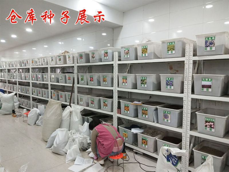 紫花苜蓿种子，多年生四季牧草生长速度快养殖苜蓿种子批发