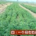 紫花苜蓿种子，多年生四季牧草生长速度快养殖苜蓿种子批发