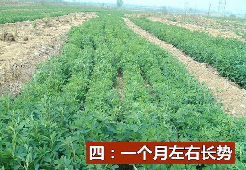 紫花苜蓿种子，多年生四季牧草生长速度快养殖苜蓿种子批发