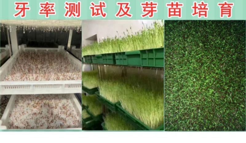 紫花苜蓿种子，多年生四季牧草生长速度快养殖苜蓿种子批发