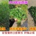 紫花苜蓿种子，多年生四季牧草生长速度快养殖苜蓿种子批发