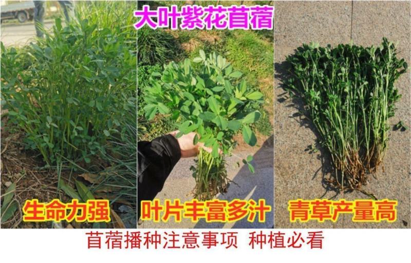 紫花苜蓿种子，多年生四季牧草生长速度快养殖苜蓿种子批发
