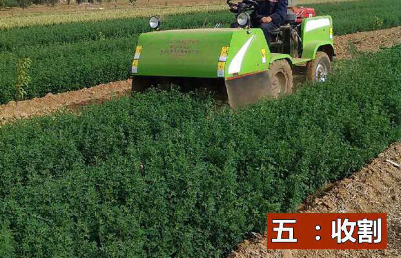 紫花苜蓿种子，多年生四季牧草生长速度快养殖苜蓿种子批发