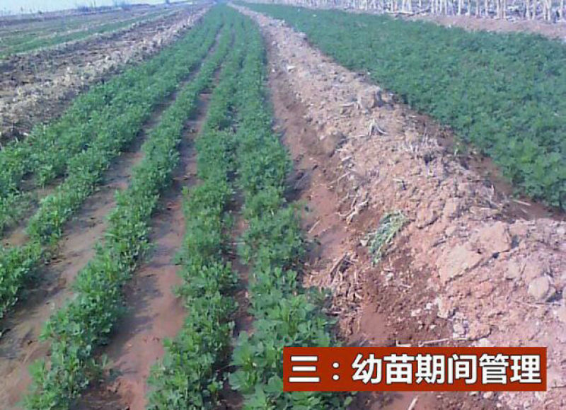 紫花苜蓿种子，多年生四季牧草生长速度快养殖苜蓿种子批发
