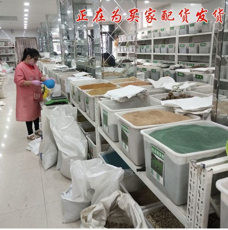 紫花苜蓿种子，多年生四季牧草生长速度快养殖苜蓿种子批发