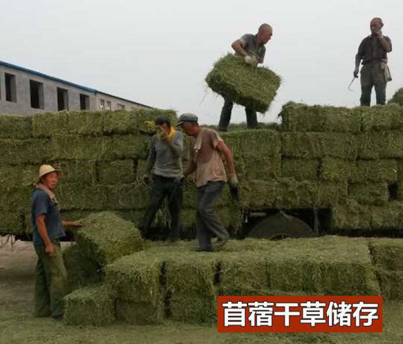 紫花苜蓿种子，多年生四季牧草生长速度快养殖苜蓿种子批发