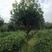 八月桂14~16cm3.5~4米3米以上精品桂花树