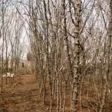 花椒树