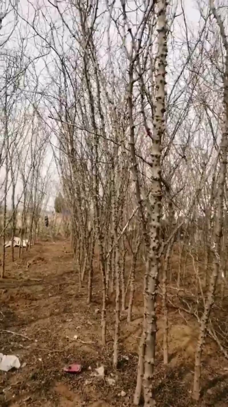 花椒树