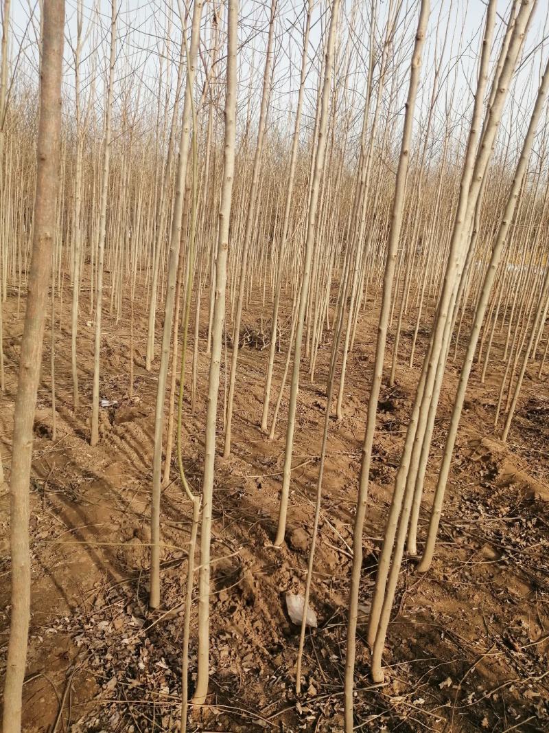 杜仲树苗大量出售，质量好，价格低，诚信经营！
