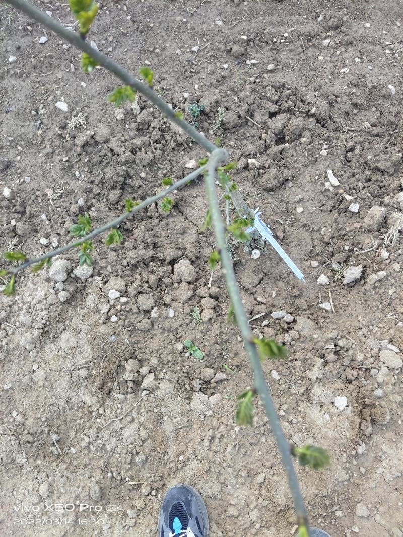 正宗陇南大红袍嫁接无刺花椒苗