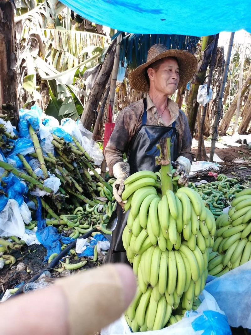 广东湛江遂溪巴西香蕉大量有货上市，欢迎各位老板前来咨询