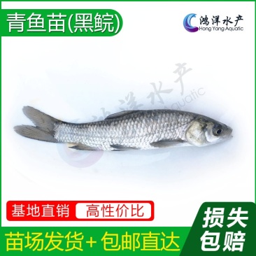 青鱼苗黑鲩鱼苗螺蛳青鱼苗产地直供包邮到达