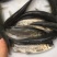 青鱼苗黑鲩鱼苗螺蛳青鱼苗产地直供包邮到达