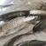草鱼，吃草的鱼，可喂饲料，长得快，价格好，水温合适当年出