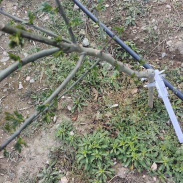 正宗无刺花椒苗