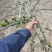 正宗无刺花椒苗