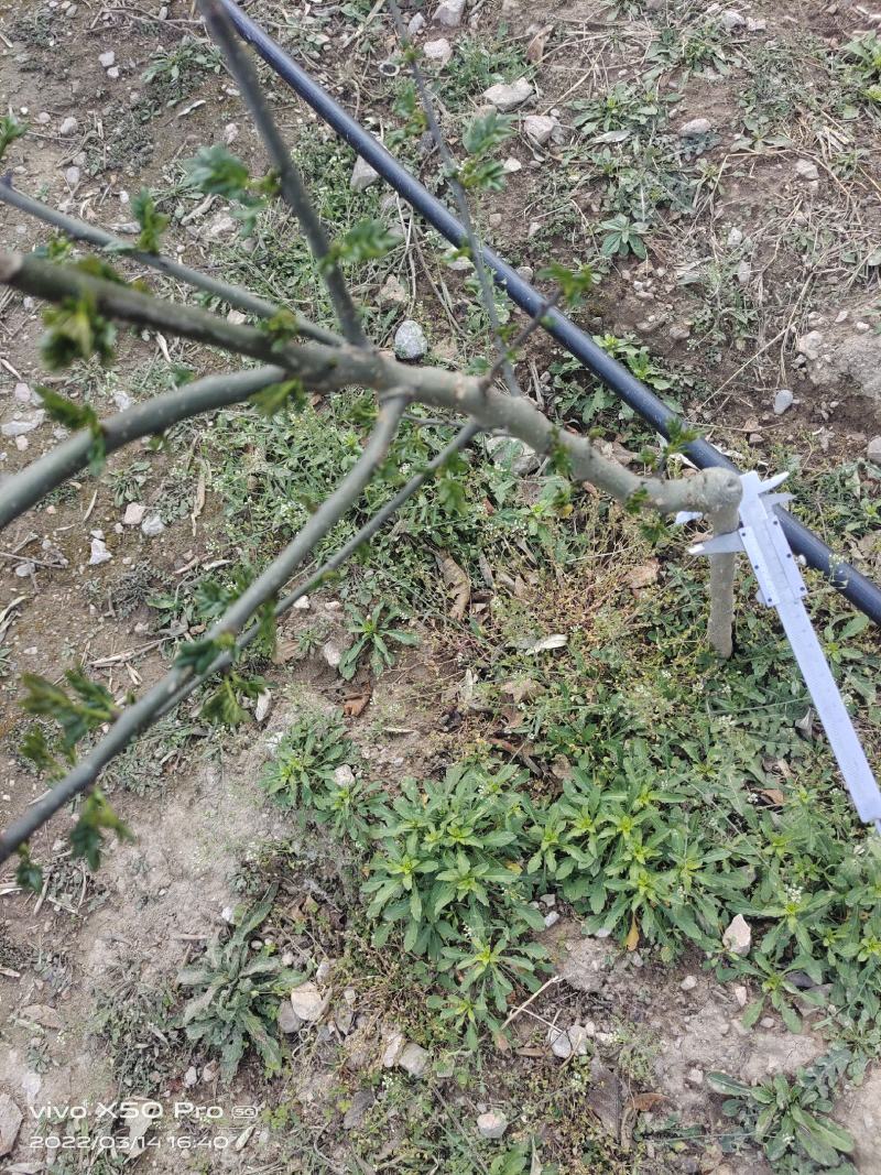 正宗无刺花椒苗
