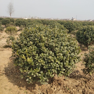 海桐球苗圃直发量大从优规格齐全