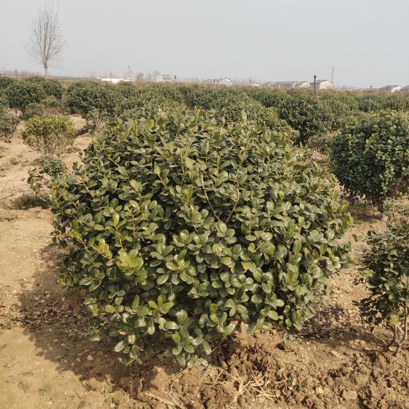海桐球苗圃直发量大从优规格齐全