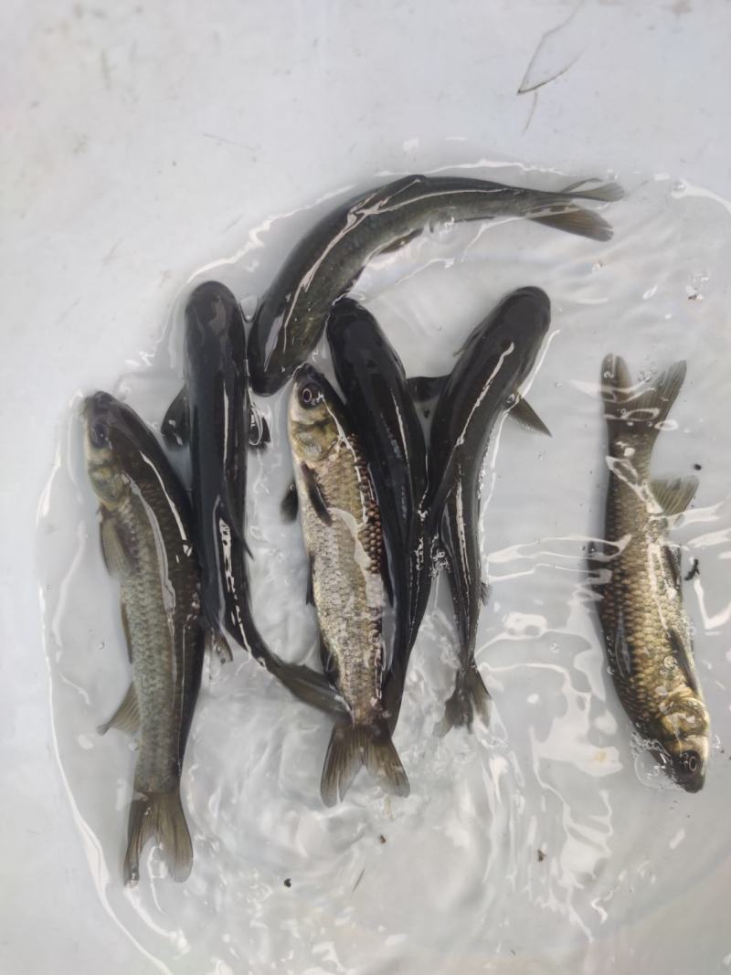 青鱼苗黑鲩鱼苗螺蛳青鱼苗产地直供包邮到达