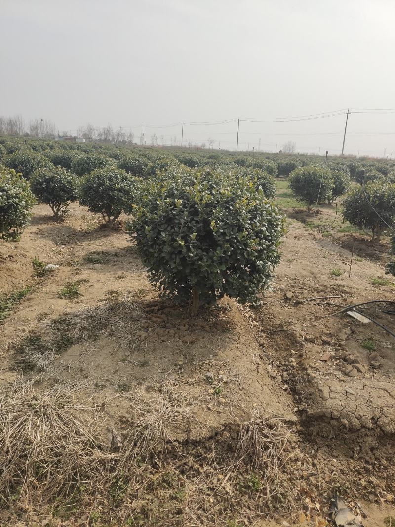 海桐球苗圃直发量大从优规格齐全