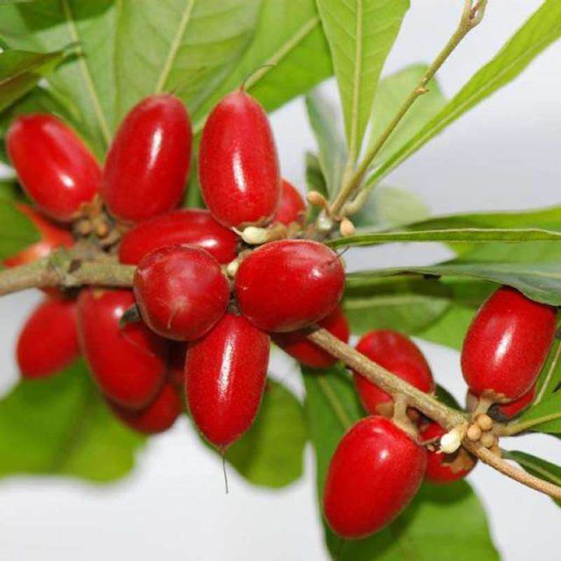 神秘果美植袋苗量多价优批发福建漳州