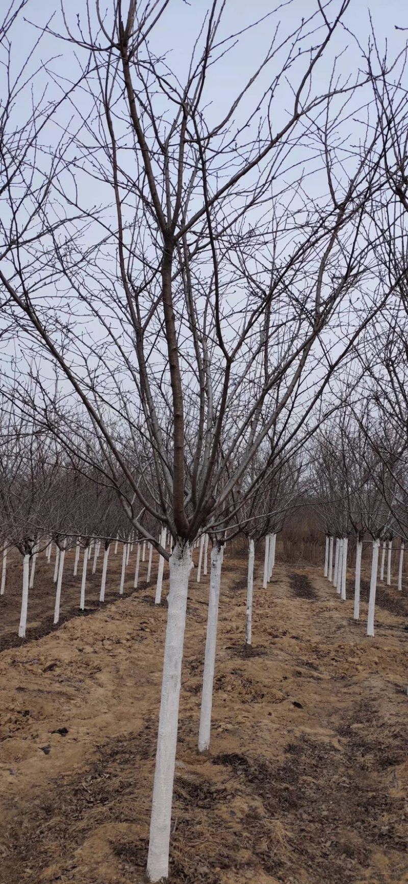 12公分晚樱12公分吉野苗圃大量低价处理