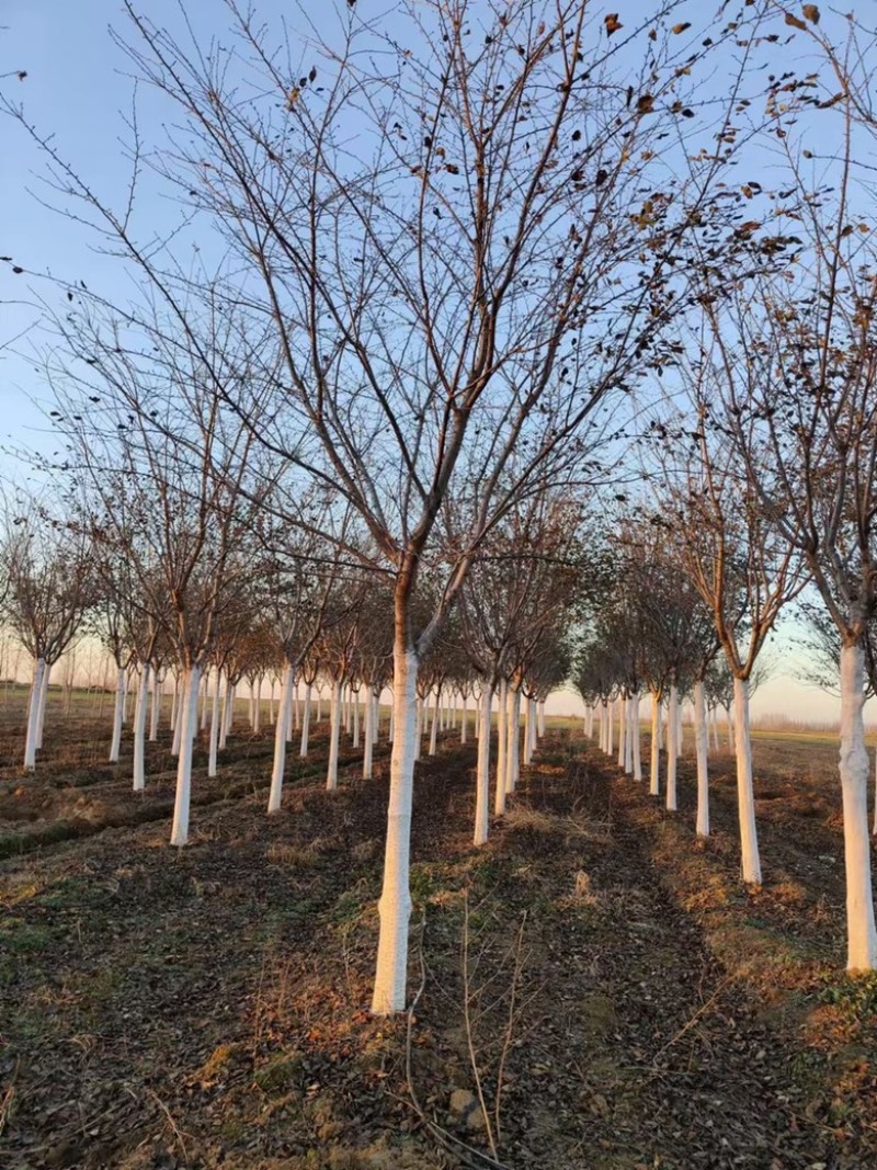 12公分晚樱12公分吉野苗圃大量低价处理
