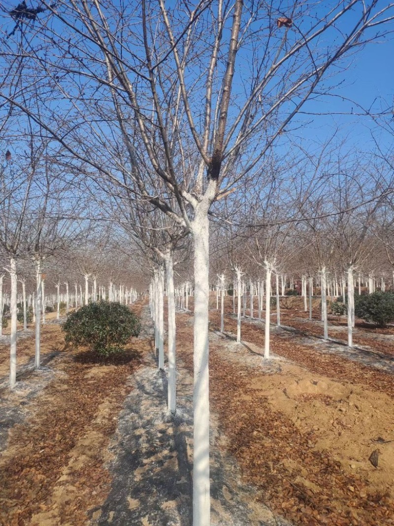 12公分晚樱12公分吉野苗圃大量低价处理