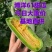 山东羊角蜜博洋61红瓤绿肉包装全代发直发