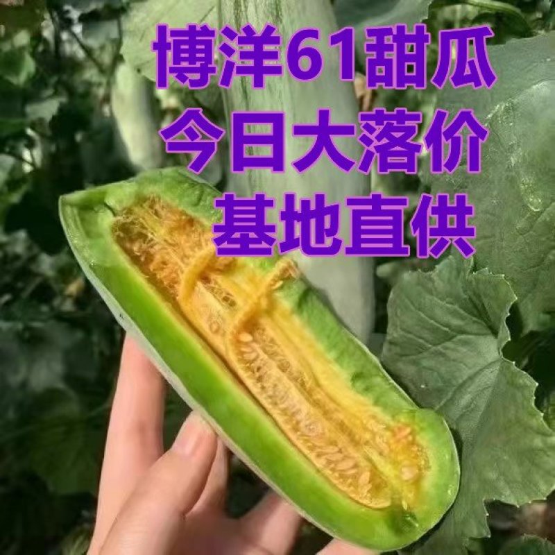 山东羊角蜜博洋61红瓤绿肉包装全代发直发