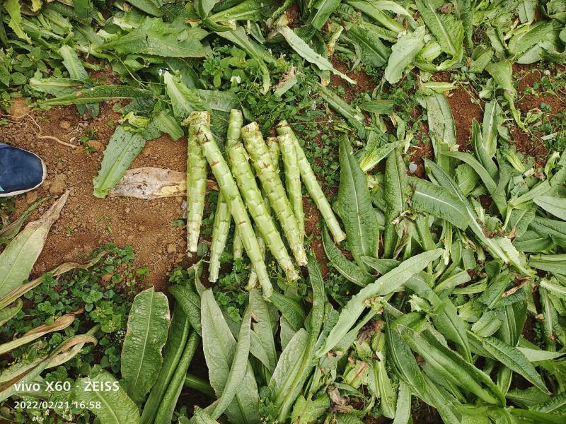 莴笋大量供应（半净菜、光杆）、质量保证、支持各种包装