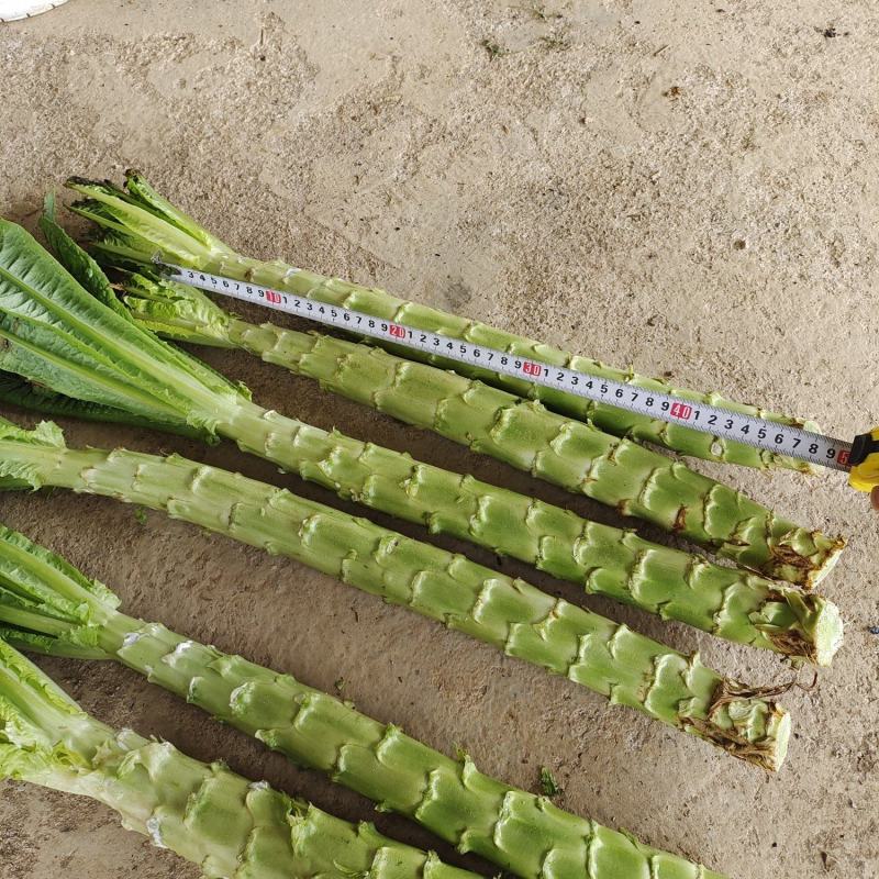 莴笋供应（光杆、半净菜）、质量保证，支持各种包装