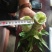 莴笋供应（光杆、半净菜）、质量保证，支持各种包装
