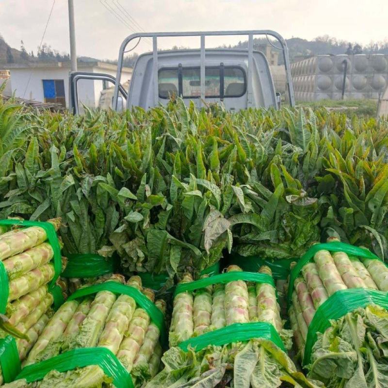 莴笋供应（光杆、半净菜）、质量保证，支持各种包装