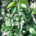 大量元素水溶肥，适用瓜果蔬菜，果树根茎，花卉大田作物等