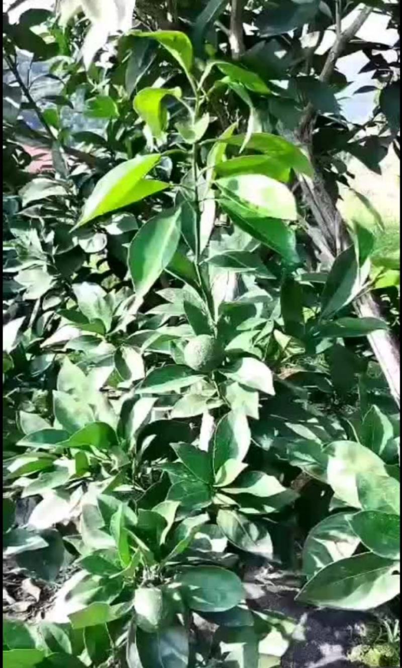 大量元素水溶肥，适用瓜果蔬菜，果树根茎，花卉大田作物等