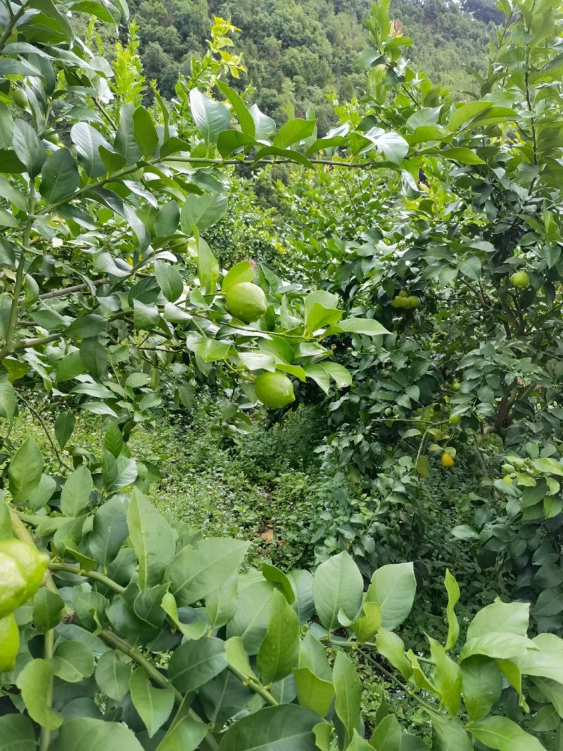 四川安岳柠檬！一手货源产地直供，量大，批发白菜价！