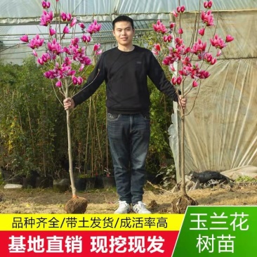 玉兰树紫玉兰娇红一号当年开花南北方庭院绿化种植占地行道