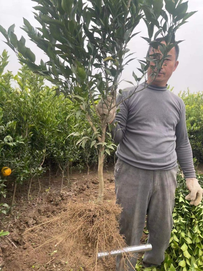 【推荐】精品红美人柑橘苗耙耙柑橘苗价格美丽技术指导