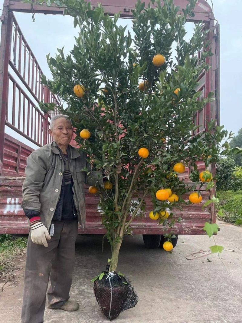 【推荐】精品红美人柑橘苗耙耙柑橘苗价格美丽技术指导