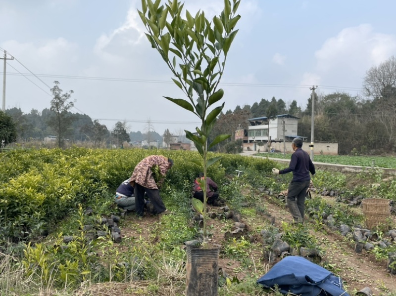 【推荐】精品红美人柑橘苗耙耙柑橘苗价格美丽技术指导