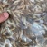 批发河虾湖虾自然水域生态捕捞量大从优对接批发