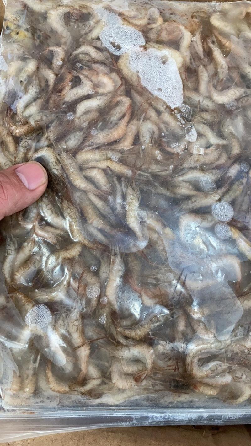 批发河虾湖虾自然水域生态捕捞量大从优对接批发