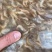 批发河虾湖虾自然水域生态捕捞量大从优对接批发