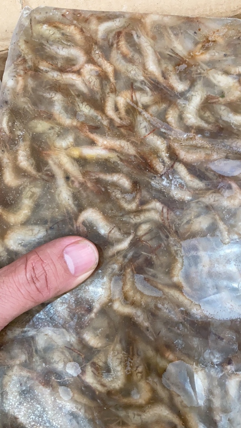 批发河虾湖虾自然水域生态捕捞量大从优对接批发