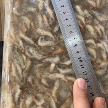批发河虾湖虾自然水域生态捕捞量大从优对接批发