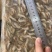 批发河虾湖虾自然水域生态捕捞量大从优对接批发